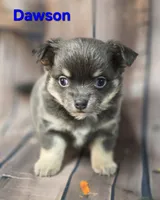 CKC Dawson, a male Chihuahua for sale in Homerville, GA – 1 of 9