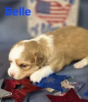 CKC Belle, a female Chihuahua for sale in Homerville, GA – 3 of 10