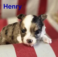 CKC Henry, a male Chihuahua for sale in Homerville, GA – 7 of 10