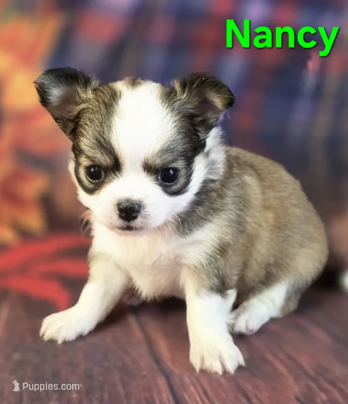 AKC Nancy – Chihuahua puppy for sale in Homerville, GA