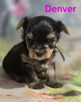 AKC Denver, a male Yorkshire Terrier for sale in Homerville, GA – 6 of 10