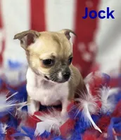 CKC Jock, a male Chihuahua for sale in Homerville, GA – 5 of 10