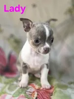 AKC Lady, a female Chihuahua for sale in Homerville, GA – 5 of 10