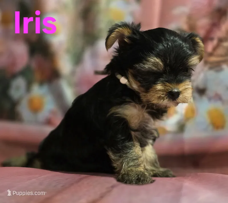 AkC Iris – Yorkshire Terrier puppy for sale in Homerville, GA