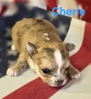 CKC Cherie , a female Chihuahua for sale in Homerville, GA – 10 of 10