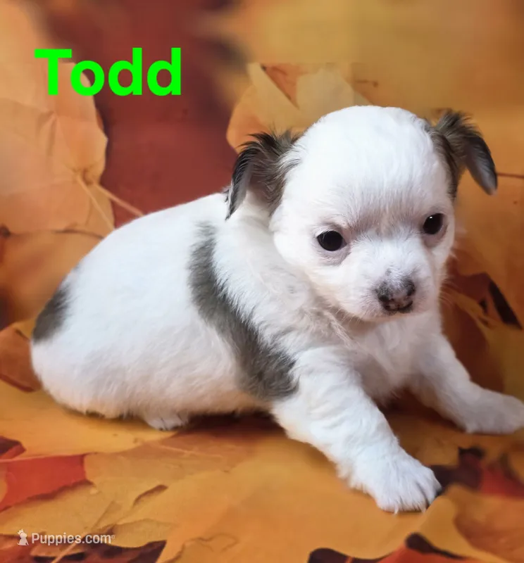 AKC Todd – Chihuahua puppy for sale in Homerville, GA