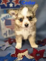 CKC Cedar, a male Chihuahua for sale in Homerville, GA – 10 of 10