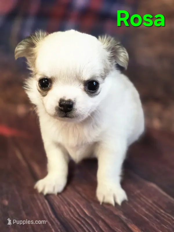 AKC Rosa – Chihuahua puppy for sale in Homerville, GA