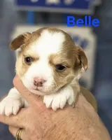 CKC Belle, a female Chihuahua for sale in Homerville, GA – 9 of 10
