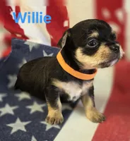 Willie, a male Chorkie for sale in Homerville, GA – 3 of 10