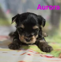 AKC Aurora, a female Yorkshire Terrier for sale in Homerville, GA – 9 of 10
