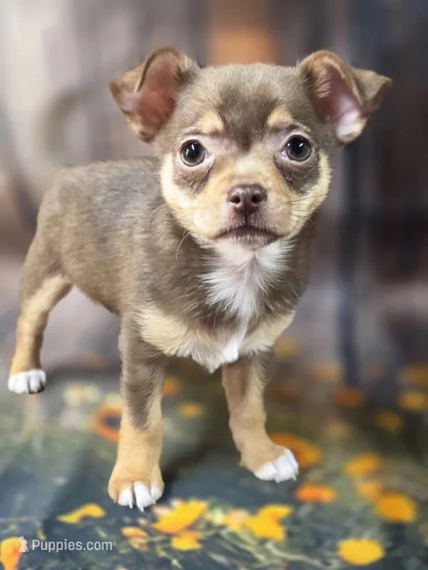 AKC Daisy – Chihuahua puppy for sale in Homerville, GA