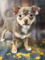 AKC Daisy, a female Chihuahua for sale in Homerville, GA – 1 of 10