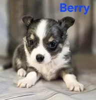 CKC Berry, a male Chihuahua for sale in Homerville, GA – 6 of 10
