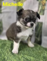AKC Michelle , a female Chihuahua for sale in Homerville, GA – Photo 6 of 10