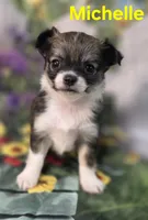 AKC Michelle , a female Chihuahua for sale in Homerville, GA – Photo 4 of 10