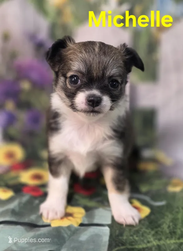 AKC Michelle  – Chihuahua puppy for sale in Homerville, GA