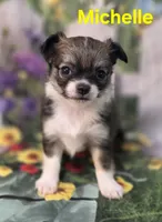 AKC Michelle , a female Chihuahua for sale in Homerville, GA – Photo 1 of 10