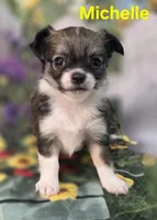AKC Michelle , a female Chihuahua for sale in Homerville, GA – Photo 5 of 10