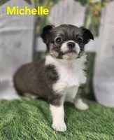AKC Michelle , a female Chihuahua for sale in Homerville, GA – Photo 2 of 10