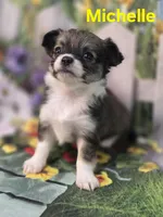 AKC Michelle , a female Chihuahua for sale in Homerville, GA – Photo 10 of 10