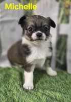 AKC Michelle , a female Chihuahua for sale in Homerville, GA – Photo 7 of 10