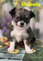 AKC Michelle , a female Chihuahua for sale in Homerville, GA – Photo 9 of 10