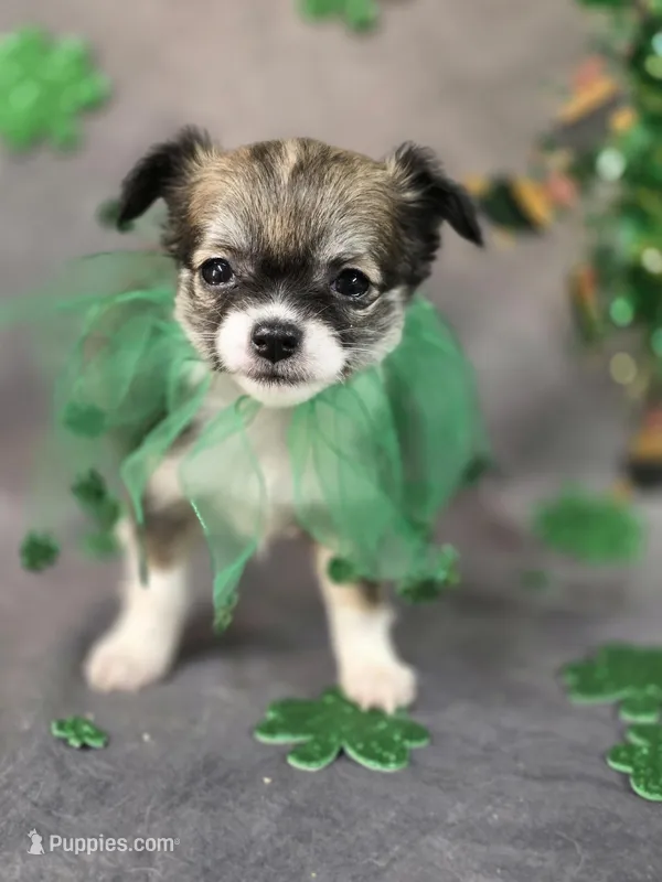 AKC Michelle  – Chihuahua puppy for sale in Homerville, GA