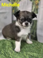 AKC Michelle , a female Chihuahua for sale in Homerville, GA – Photo 3 of 10