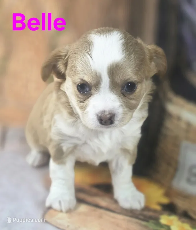 CKC Belle – Chihuahua puppy for sale in Homerville, GA