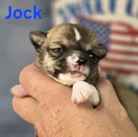Akc Jock, a male Chihuahua for sale in Homerville, GA – 2 of 10