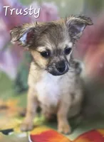 CKC Trusty, a male Chihuahua for sale in Homerville, GA – 8 of 10