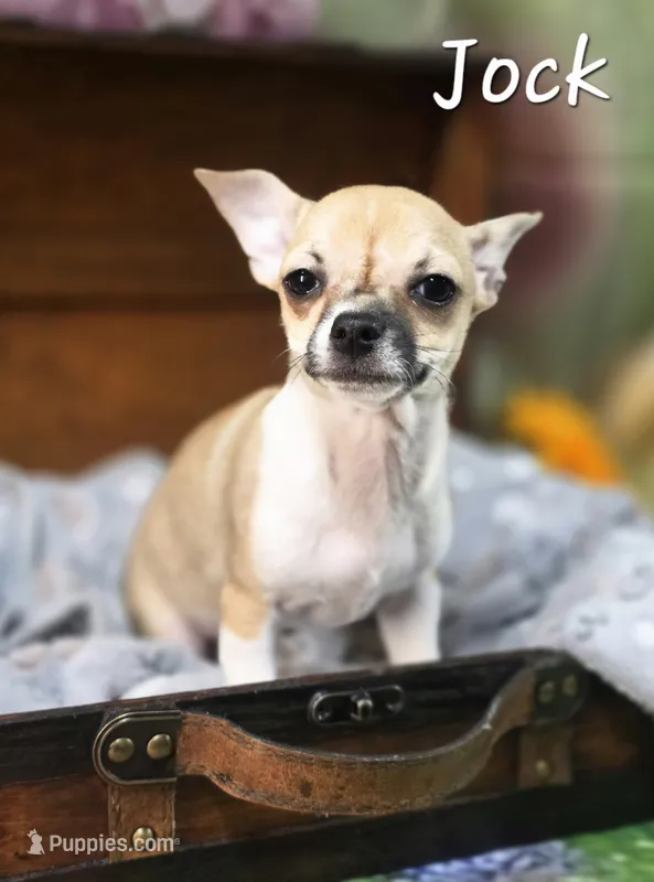 CKC Jock – Chihuahua puppy for sale in Homerville, GA