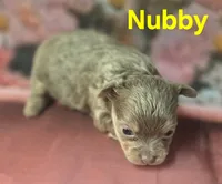 CKC Nubby, a male Chihuahua for sale in Homerville, GA – 10 of 10