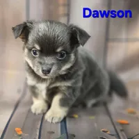 CKC Dawson, a male Chihuahua for sale in Homerville, GA – 4 of 9
