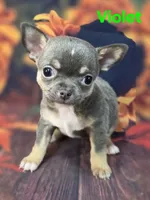 AKC Violet, a female Chihuahua for sale in Homerville, GA – 9 of 10
