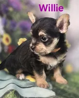 Willie, a male Yorkshire Terrier and Chorkie for sale in Homerville, GA – 4 of 10