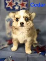 CKC Cedar, a male Chihuahua for sale in Homerville, GA – 9 of 10