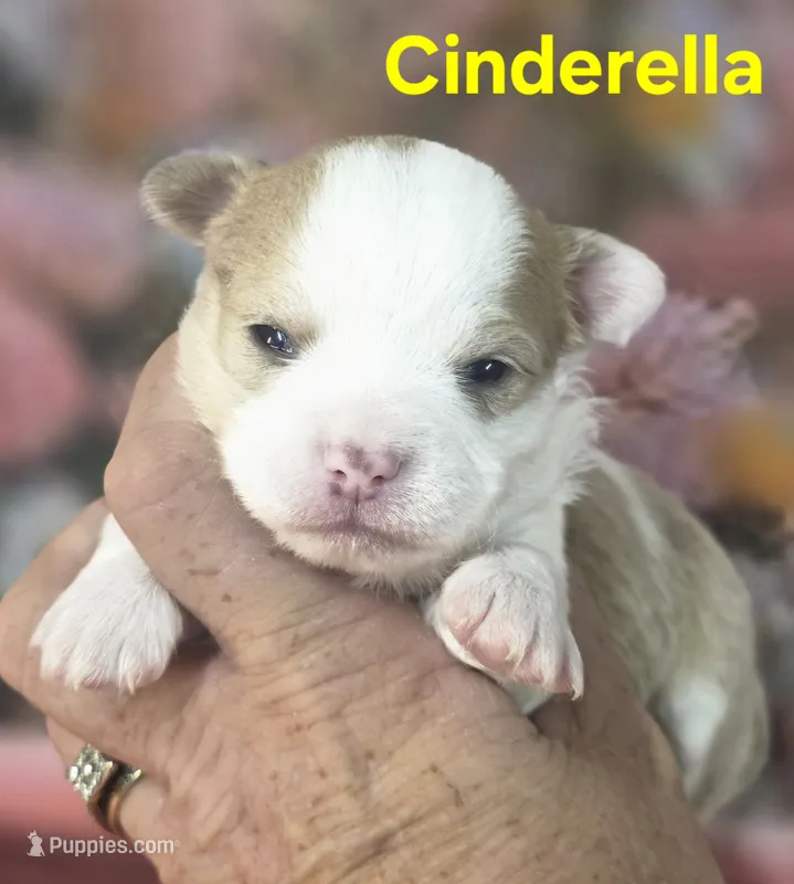CKC Cinderella – Chihuahua puppy for sale in Homerville, GA