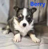 CKC Berry, a male Chihuahua for sale in Homerville, GA – 4 of 10