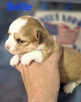 CKC Belle, a female Chihuahua for sale in Homerville, GA – 6 of 10