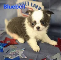 AKC Bluebell, a female Chihuahua for sale in Homerville, GA – 8 of 10