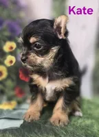 Kate, a female Yorkshire Terrier and Chorkie for sale in Homerville, GA – 3 of 10
