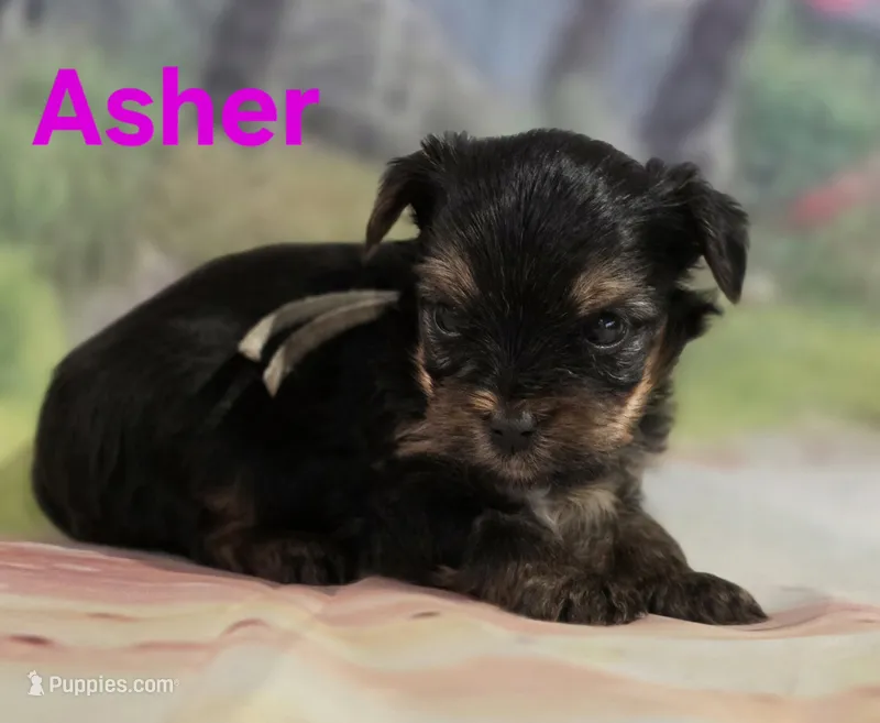 AKC Asher – Yorkshire Terrier puppy for sale in Homerville, GA