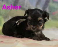 AKC Asher, a male Yorkshire Terrier for sale in Homerville, GA – 1 of 10