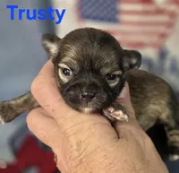 AKC Trusty, a male Chihuahua for sale in Homerville, GA – 4 of 10