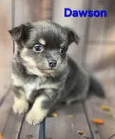 CKC Dawson, a male Chihuahua for sale in Homerville, GA – 5 of 9