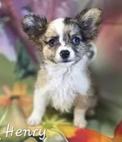 CKC Henry, a male Chihuahua for sale in Homerville, GA – 6 of 10