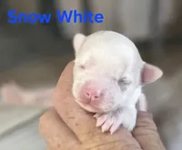 CKC Snow White , a female Chihuahua for sale in Homerville, GA – 2 of 9