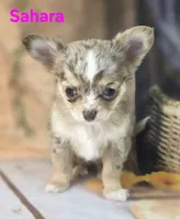 CKC Sahara , a female Chihuahua for sale in Homerville, GA – 7 of 10